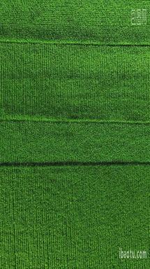 俯拍绿色农田水稻种植竖屏